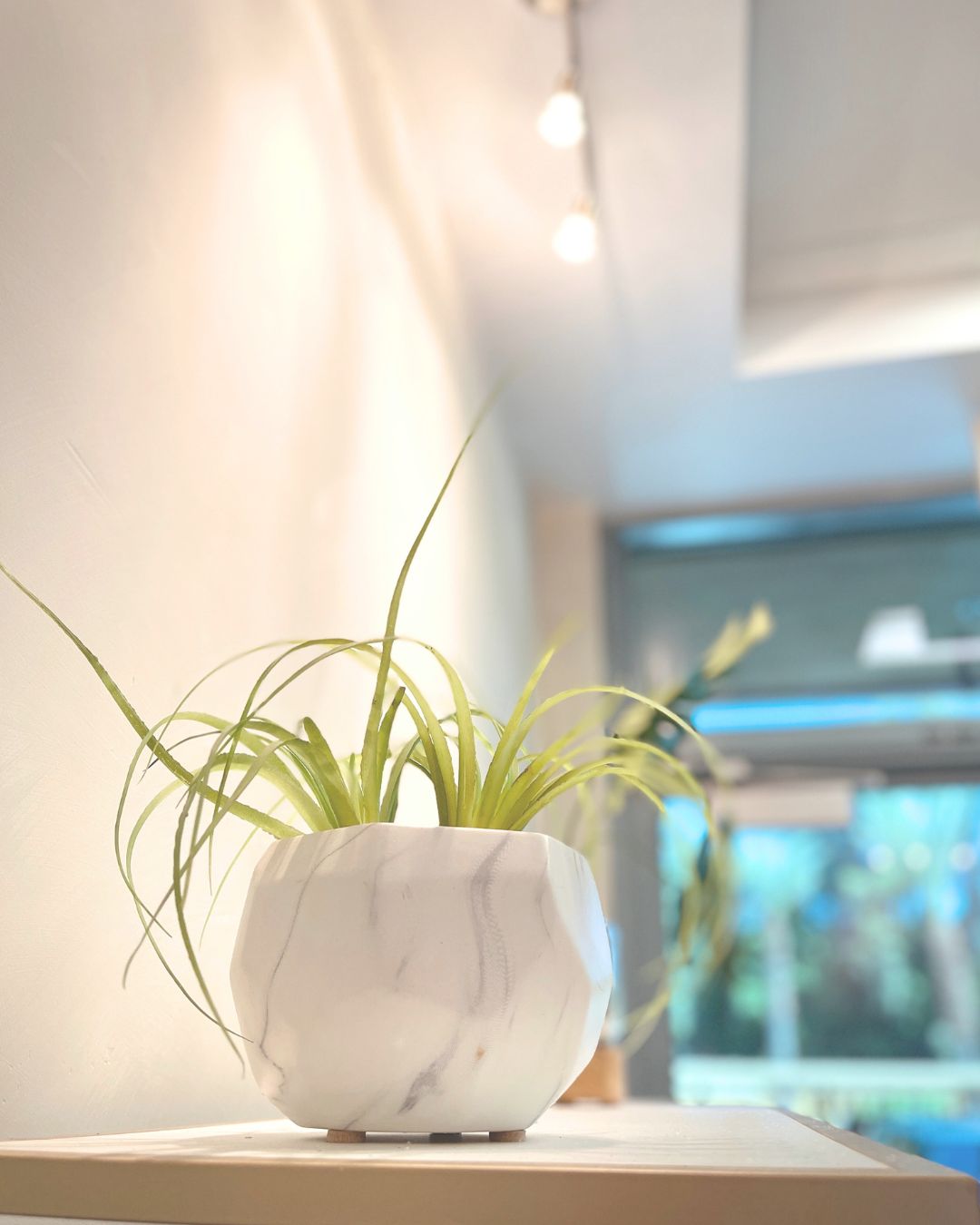 Dermalux lobby plant