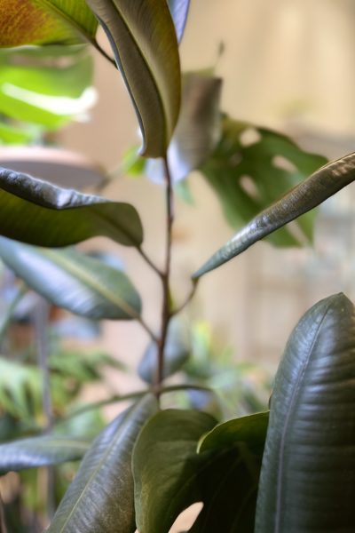 Palntlife inside DermaLUX